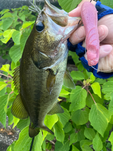 ブラックバスの釣果