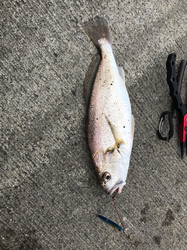 イシモチの釣果