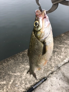 ボラの釣果