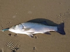 フッコ（ヒラスズキ）の釣果