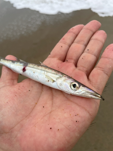 アカカマスの釣果