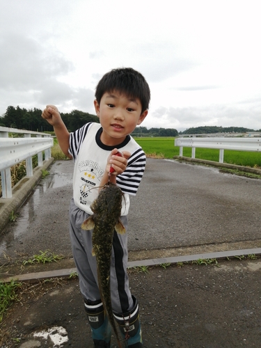 マナマズの釣果