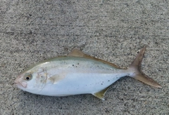 ショゴの釣果