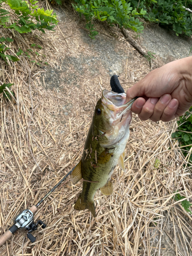 ラージマウスバスの釣果