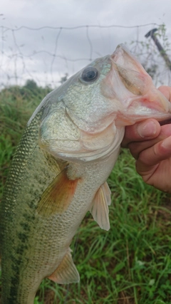 ラージマウスバスの釣果