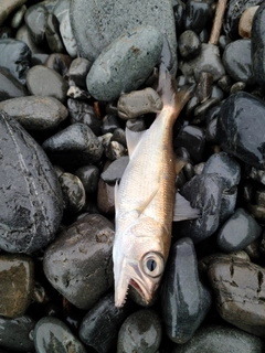 クロムツの釣果