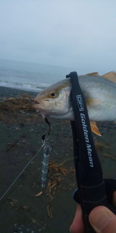 ショゴの釣果