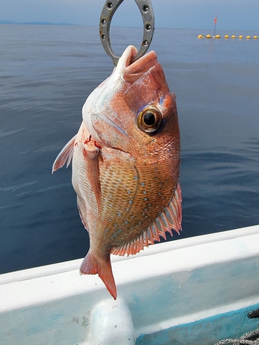 マダイの釣果