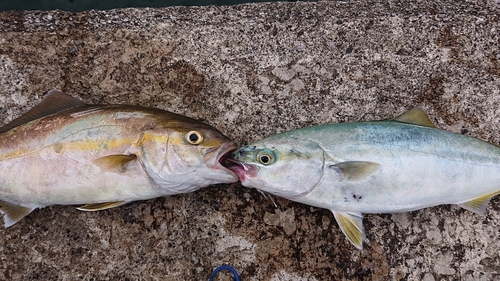 ショゴの釣果