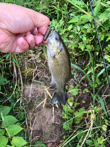 スモールマウスバスの釣果