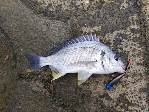 キビレの釣果