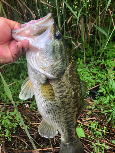 ラージマウスバスの釣果