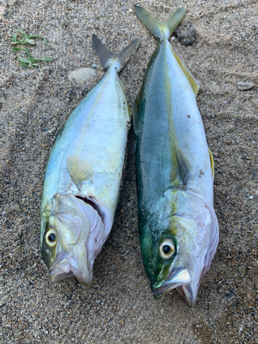 ショゴの釣果