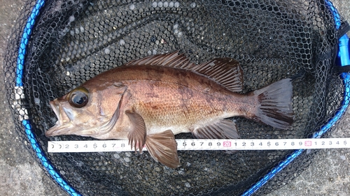 メバルの釣果