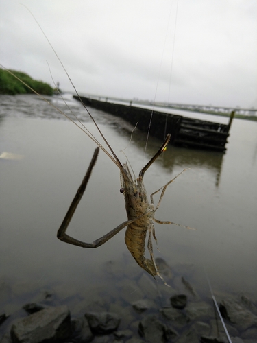 テナガエビの釣果