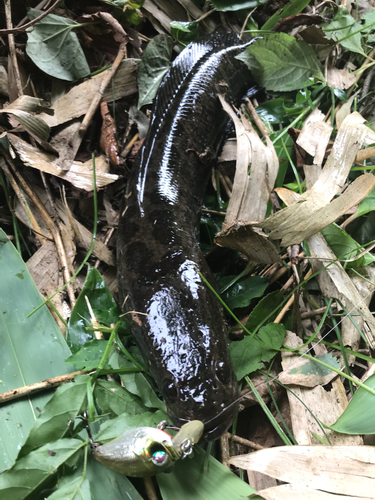 ライギョの釣果