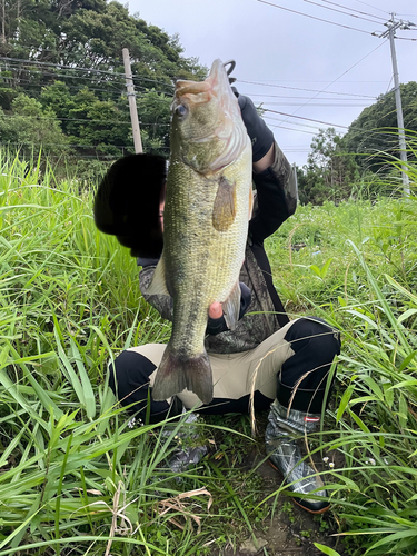 ブラックバスの釣果