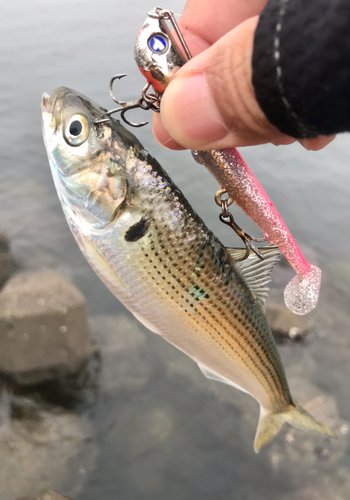 コノシロの釣果