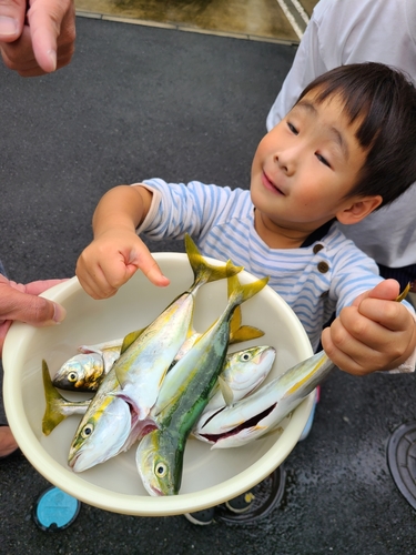 ワカシの釣果