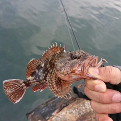 アラカブの釣果