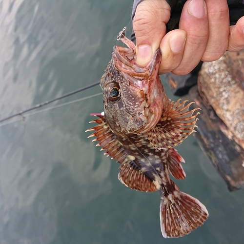 アラカブの釣果