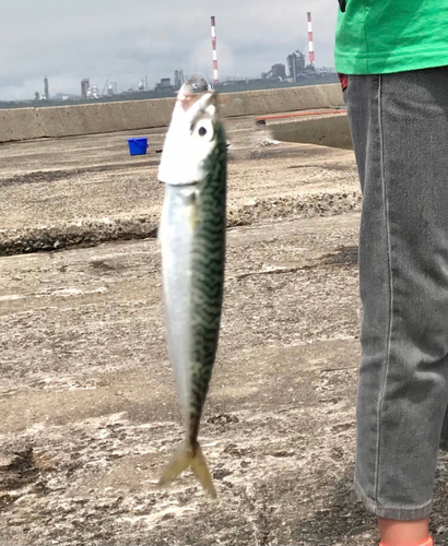 サバの釣果