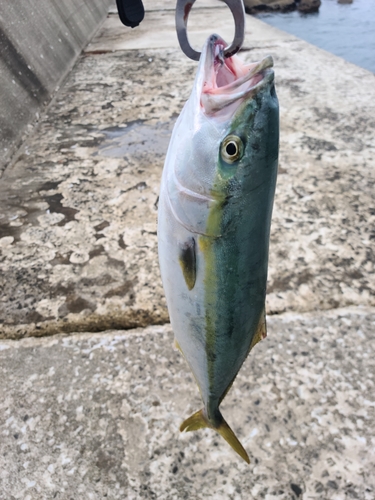 イナダの釣果