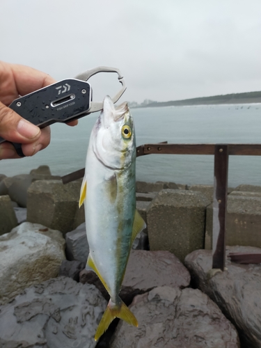 ワカシの釣果