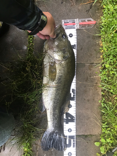 ブラックバスの釣果