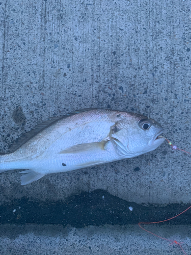 イシモチの釣果