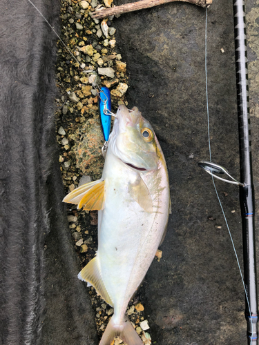 カンパチの釣果