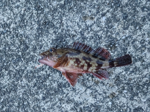 カサゴの釣果