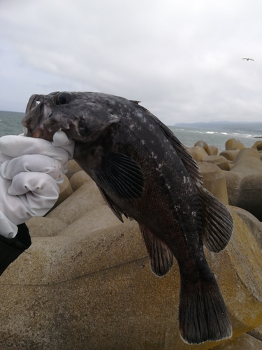 クロソイの釣果