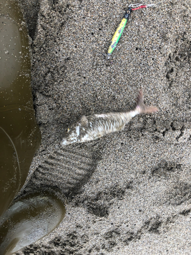 ショゴの釣果