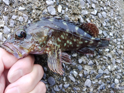 カサゴの釣果