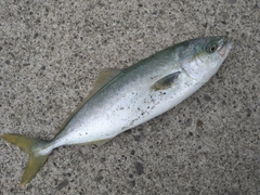 ワカシの釣果