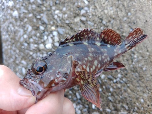 カサゴの釣果