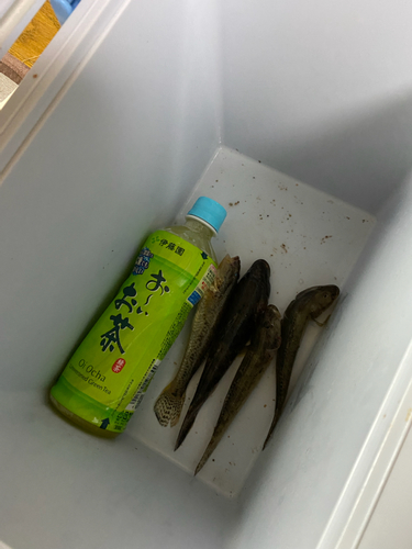 ハゼの釣果