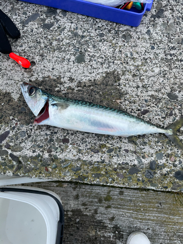 サバの釣果