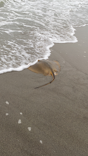 アカエイの釣果