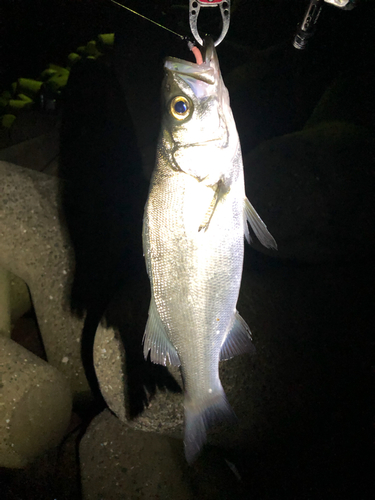 ヒラスズキの釣果