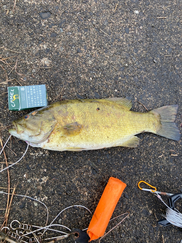 スモールマウスバスの釣果