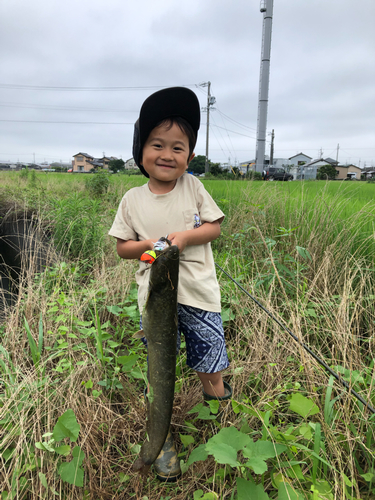 ナマズの釣果