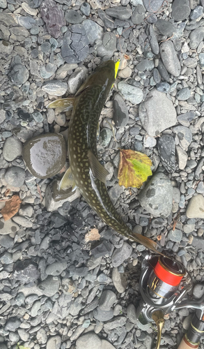 アメマスの釣果