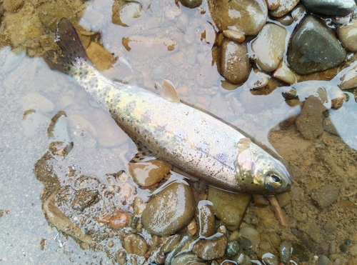 ヤマメの釣果