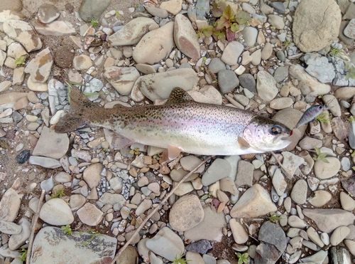 ニジマスの釣果