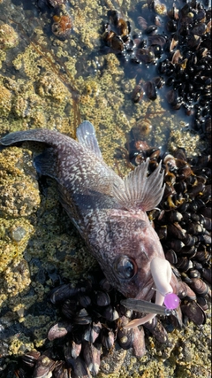 マゾイの釣果