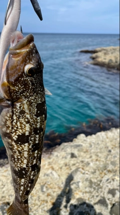 アイナメの釣果