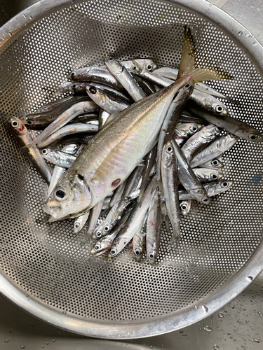 イシモチの釣果