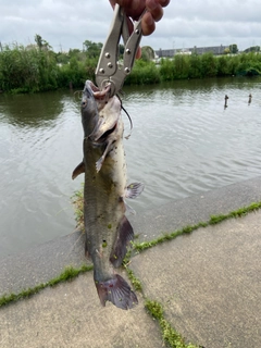 アメリカナマズの釣果